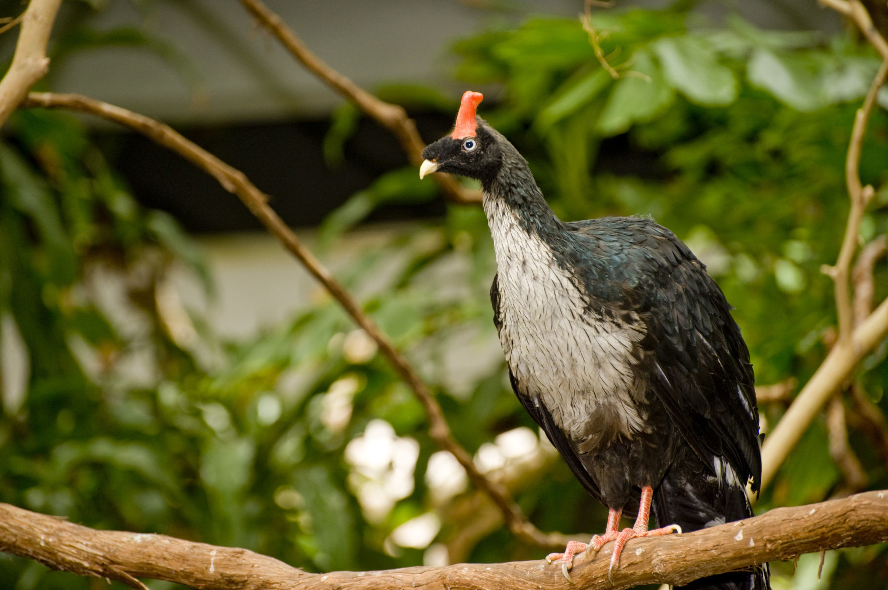 Horned guan adult_David Merritt Saint Louis Zoo.jpg